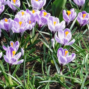 Vente Crocus - 15 Crocus Pick Wick