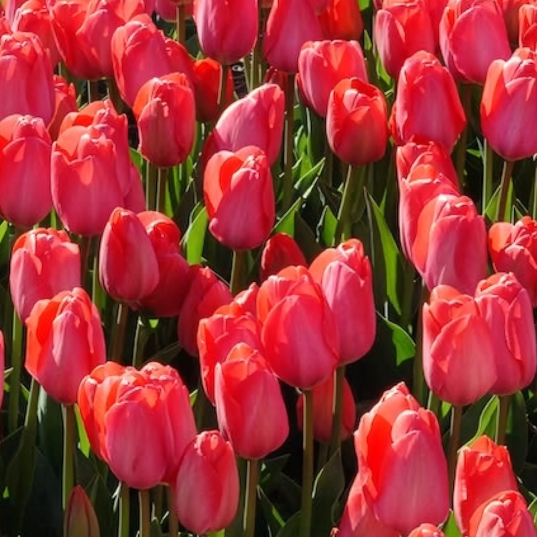 Vente 10 Tulipes Van Eijk