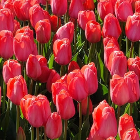 Vente 10 Tulipes Van Eijk