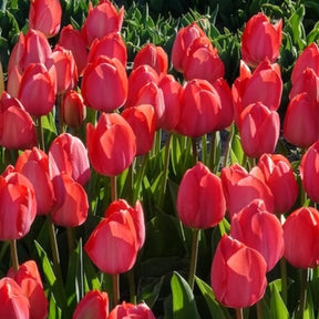10 Tulipes Van Eijk - Tulipe - Willemse