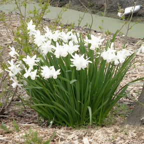 Narcisse - 7 Narcisses Thalia - Narcissus triandrus Thalia