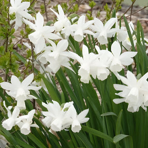 Vente 7 Narcisses Thalia - Narcissus triandrus Thalia