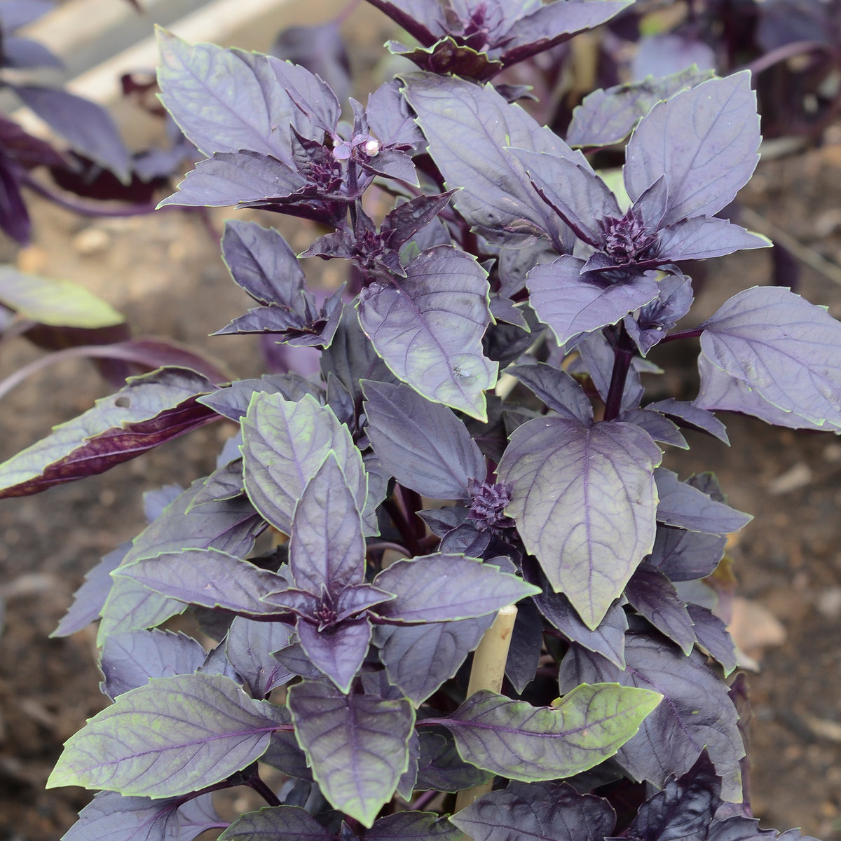 Basilic pourpre Dark Opal Bio - Ocimum basilicum dark opal - Willemse
