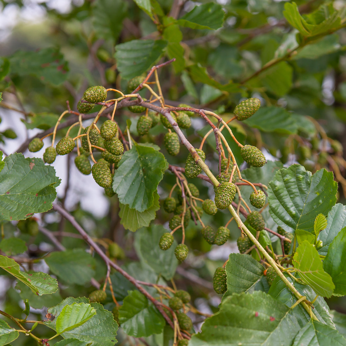 Aulne glutineux - Alnus glutinosa - Willemse