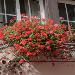 Géranium lierre rouge - Géranium de balcon - Willemse