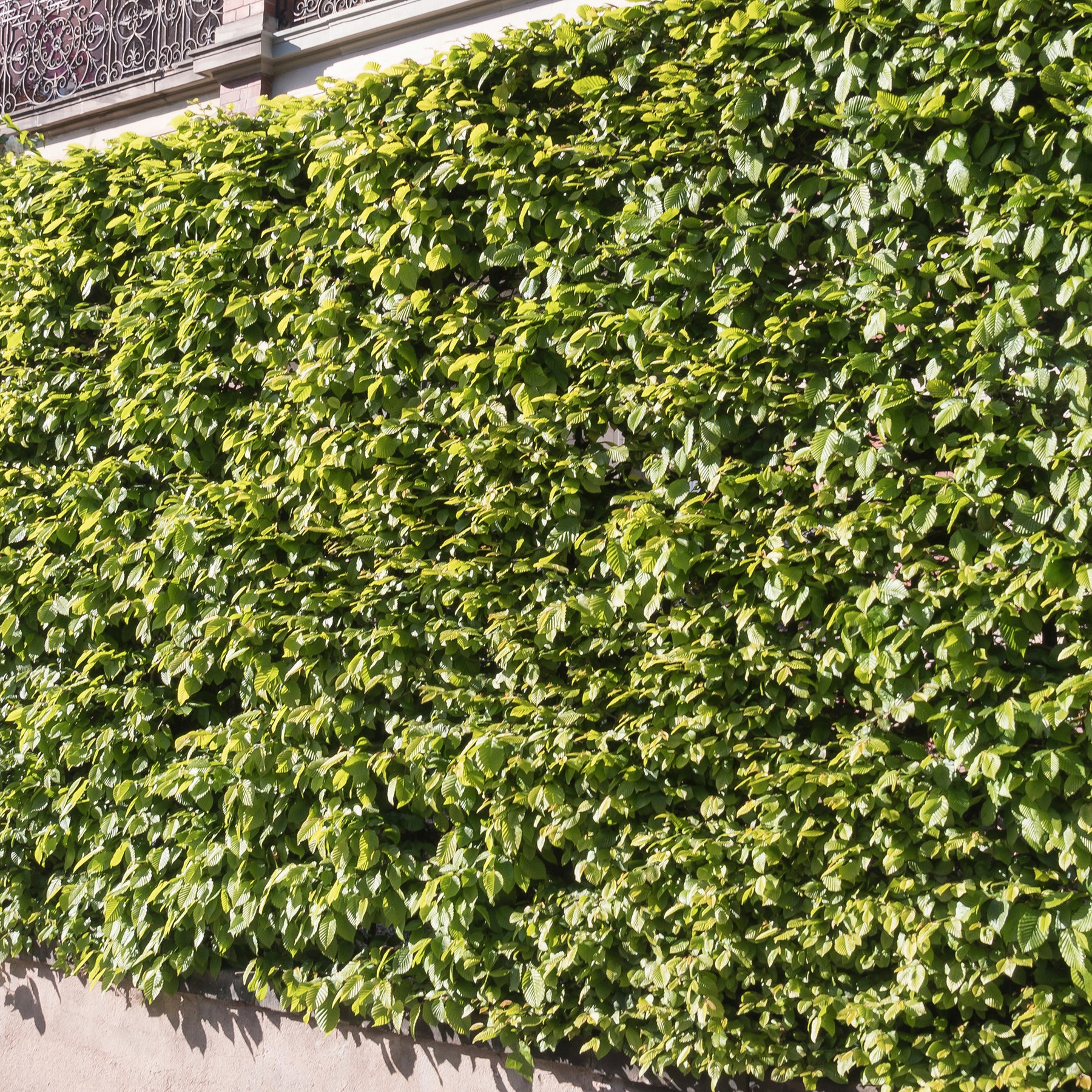 Arbustes de haie - Haie de 10 Charmes - Carpinus betulus