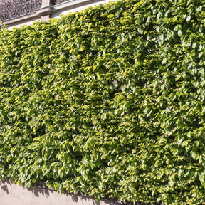 Arbustes de haie - Haie de 10 Charmes - Carpinus betulus