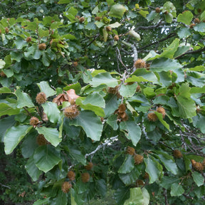 Vente Hêtre commun - Fagus sylvatica