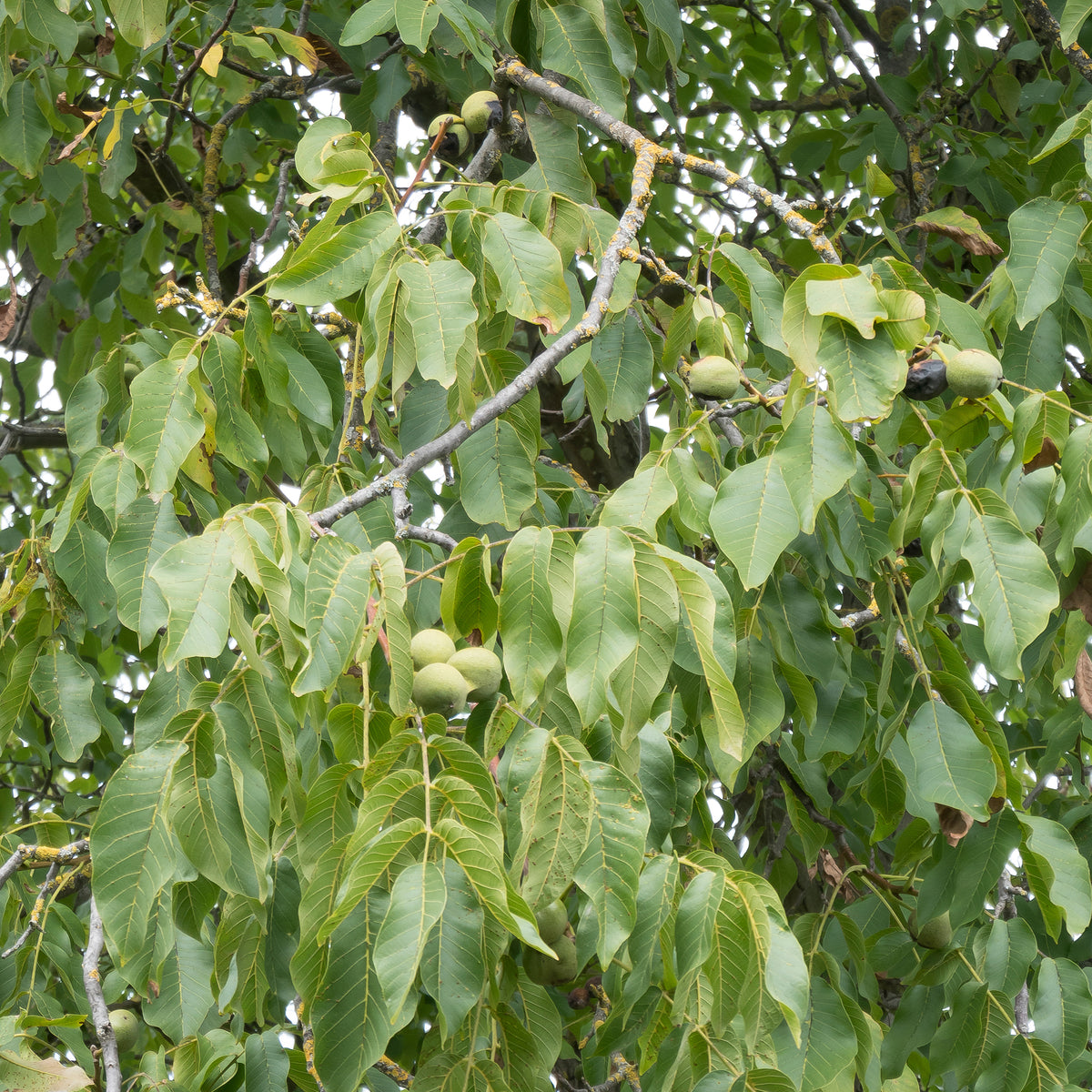 Noyer commun Chandler - Juglans regia Chandler - Willemse