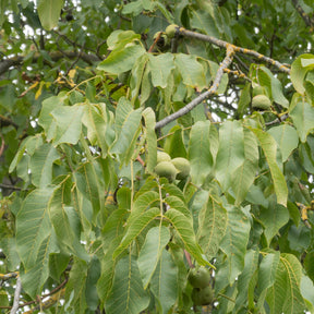 Noyer - Noyer commun Chandler - Juglans regia Chandler
