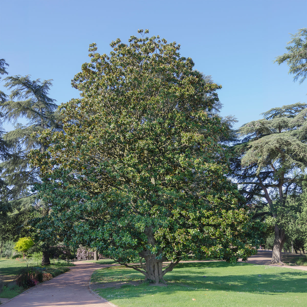 Magnolia grandiflora Alta - Willemse