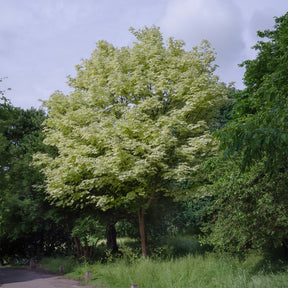 Erable - Érable plane panaché Drummondii - Acer platanoides Drummondii