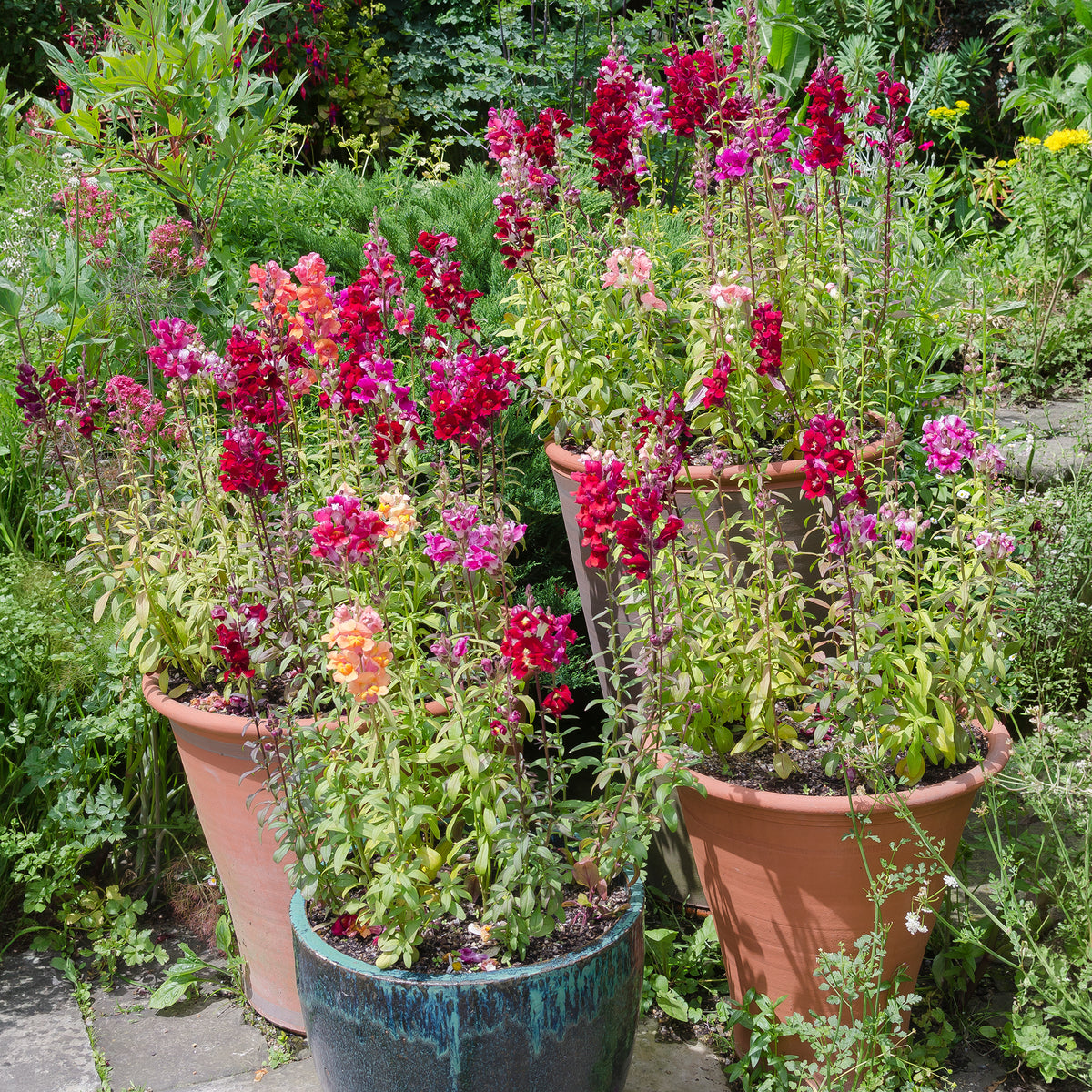 Muflier Majestic en mélange - Antirrhinum majus - Willemse