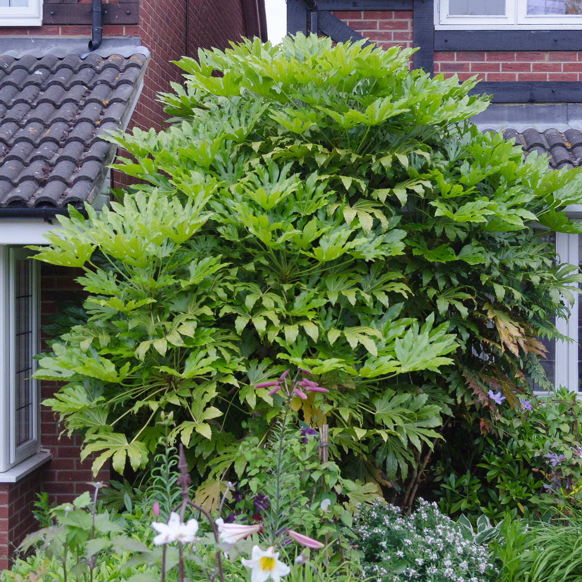 Fatsia du Japon - Fatsia japonica - Willemse