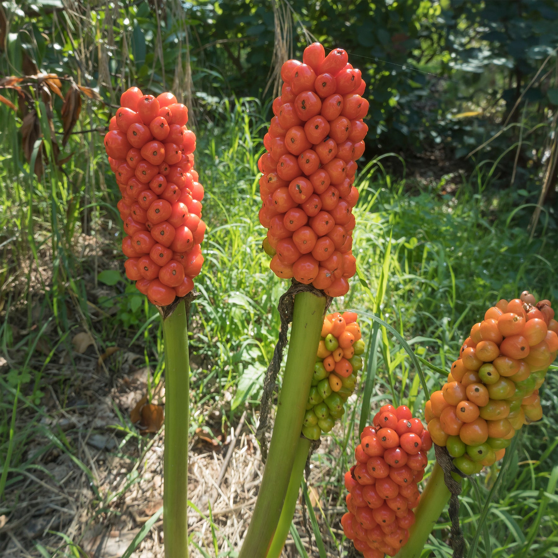 Vente 3 Gouets commun - Arum italicum