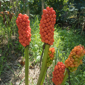 Vente 3 Gouets commun - Arum italicum