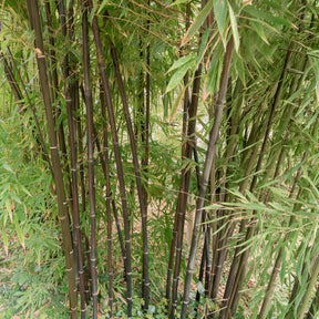 Phyllostachys nigra - Bambou traçant noir - Bambous