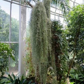 Tillandsia usneoides - Tillandsia usneoides - Mousse espagnole - Tillandsia