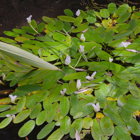 Plantes de bassins - Vanille d'eau - Aponogeton distachyos