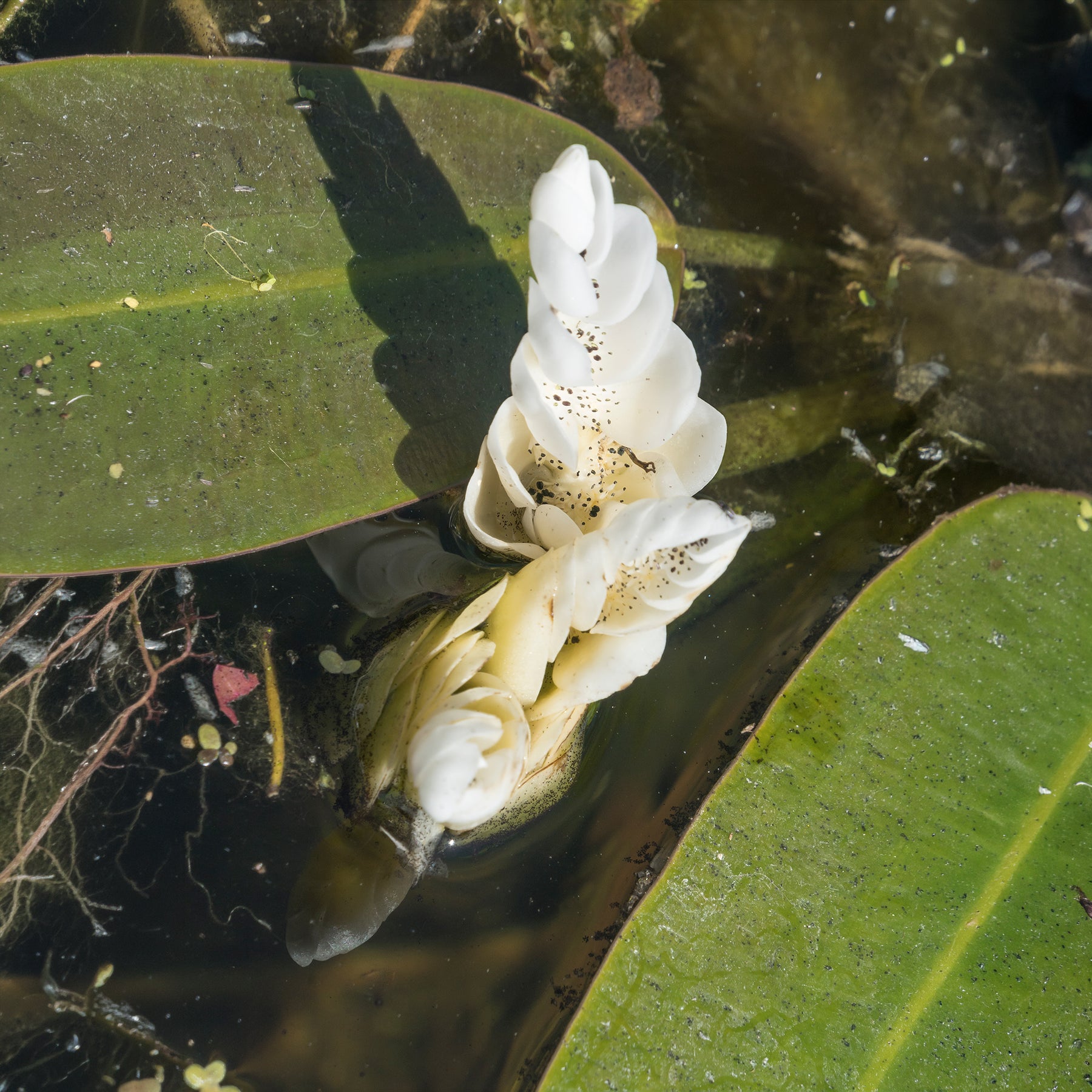 Vente Vanille d'eau - Aponogeton distachyos