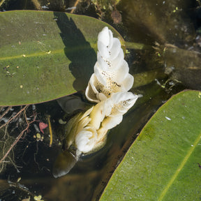 Vente Vanille d'eau - Aponogeton distachyos