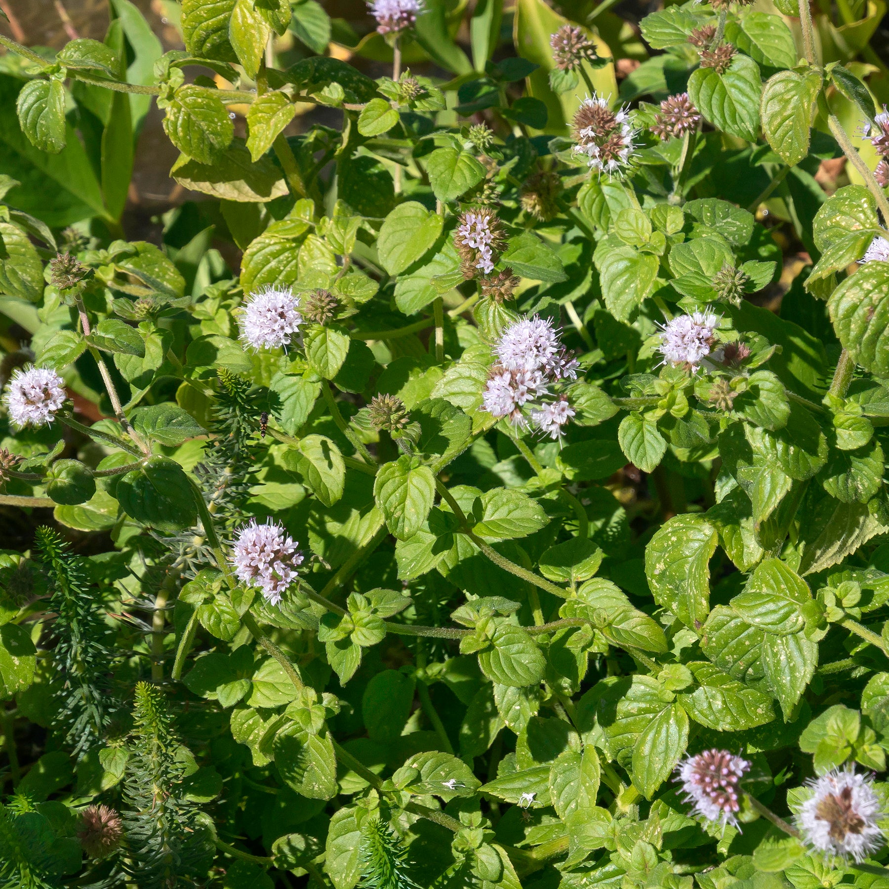 Menthe aquatique - Mentha aquatica - Willemse