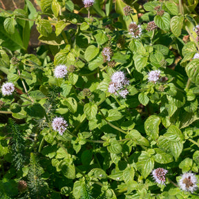 Menthe aquatique - Mentha aquatica - Willemse