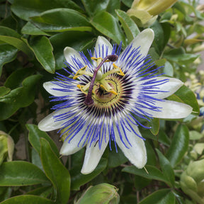 Vente Passiflores - Passiflore bleue