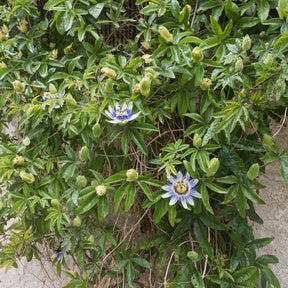 Vente Passiflora caerulea - Passiflore bleue