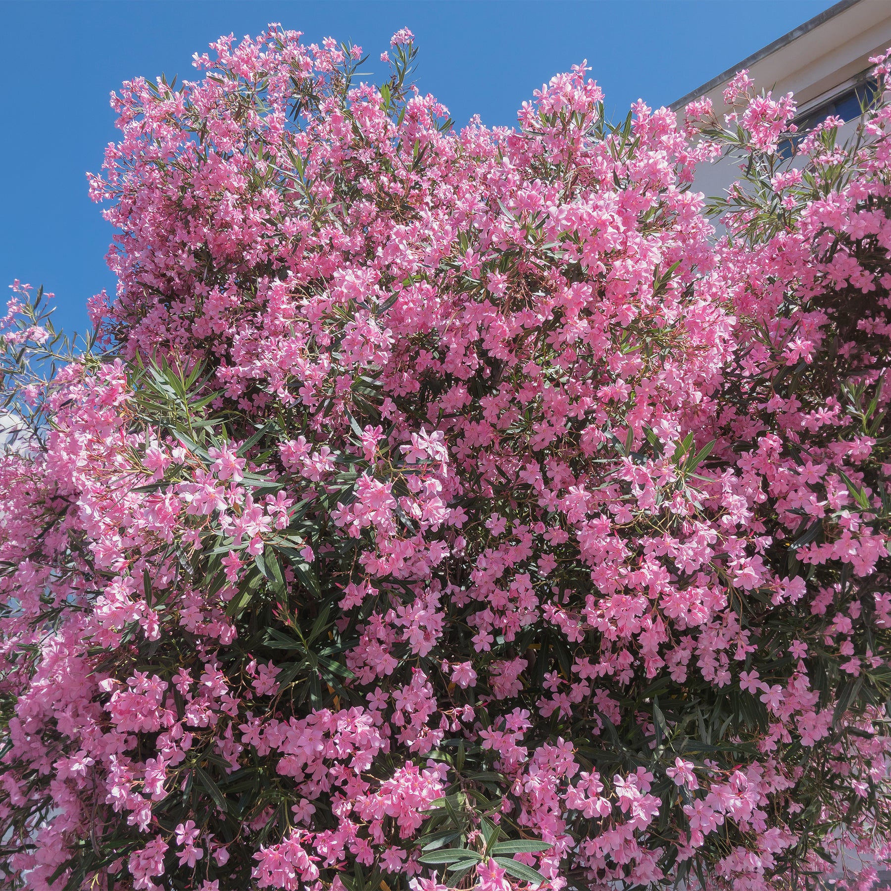 Laurier-rose - Lauriers-roses - Willemse