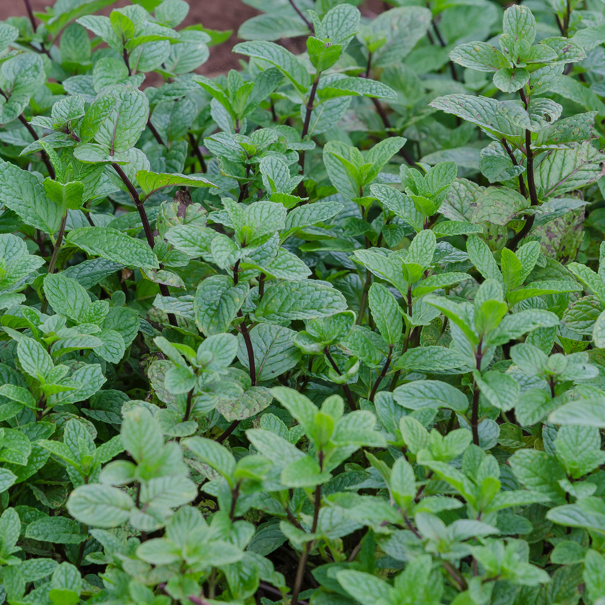 Menthe poivrée - Mentha piperita - Willemse