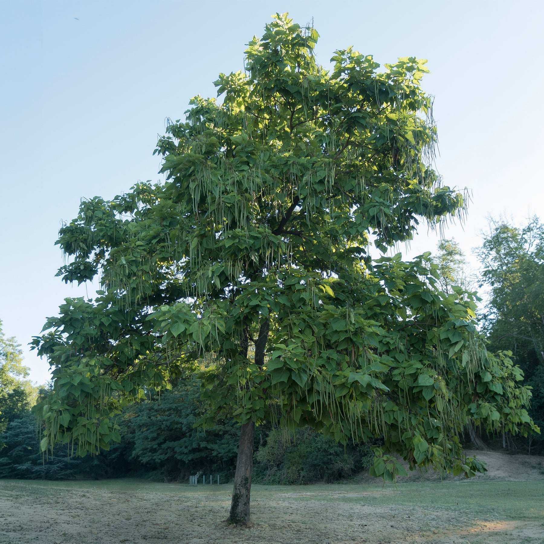 Vente Catalpa bignonioides - Catalpa