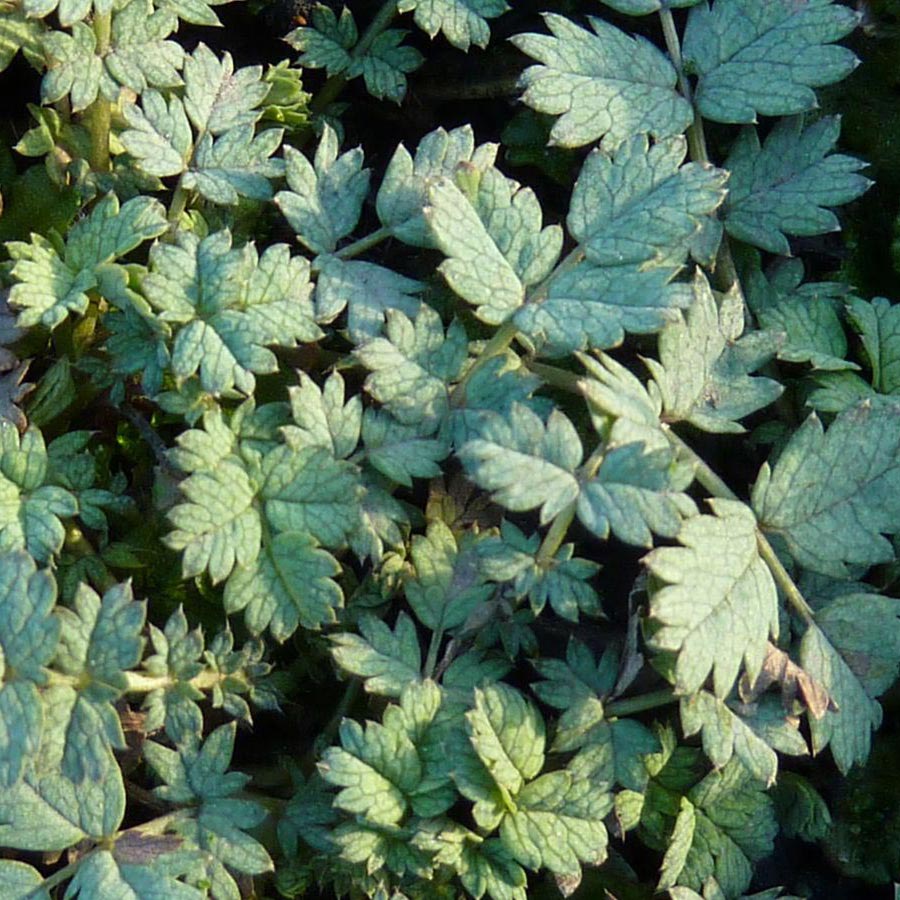 Vivaces couvre-sol - Lampourde de Buchanan - Acaena buchananii