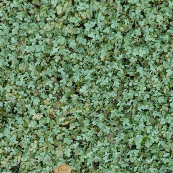 Acaena buchananii - Lampourde de Buchanan - Vivaces couvre-sol