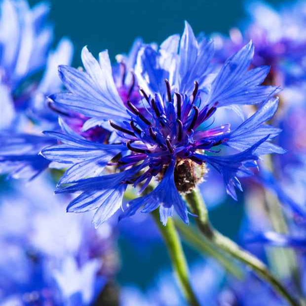 Bleuet champêtre Blue Boy - Centaurea cyanus blue boy - Graines de fleurs