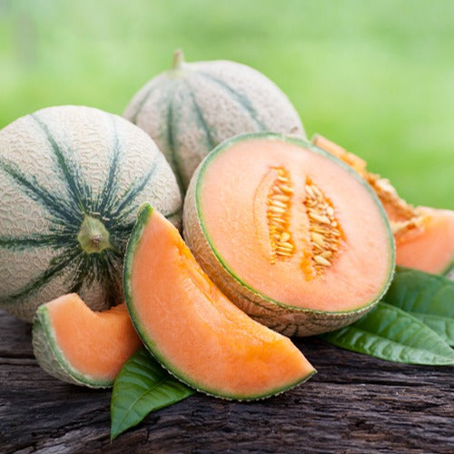 Melon Cantaloup charentais - Cucumis melo cantaloup charentais - Potager