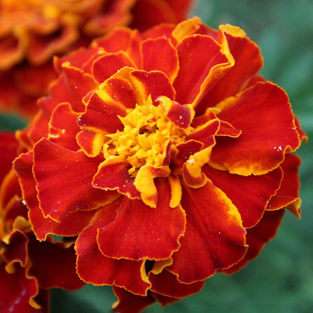 Oeillet d'Inde nain Rusty red - Tagetes patula rusty red - Potager