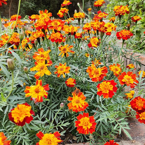Oeillet d'Inde nain Rusty red - Tagetes patula rusty red - Graines de fleurs