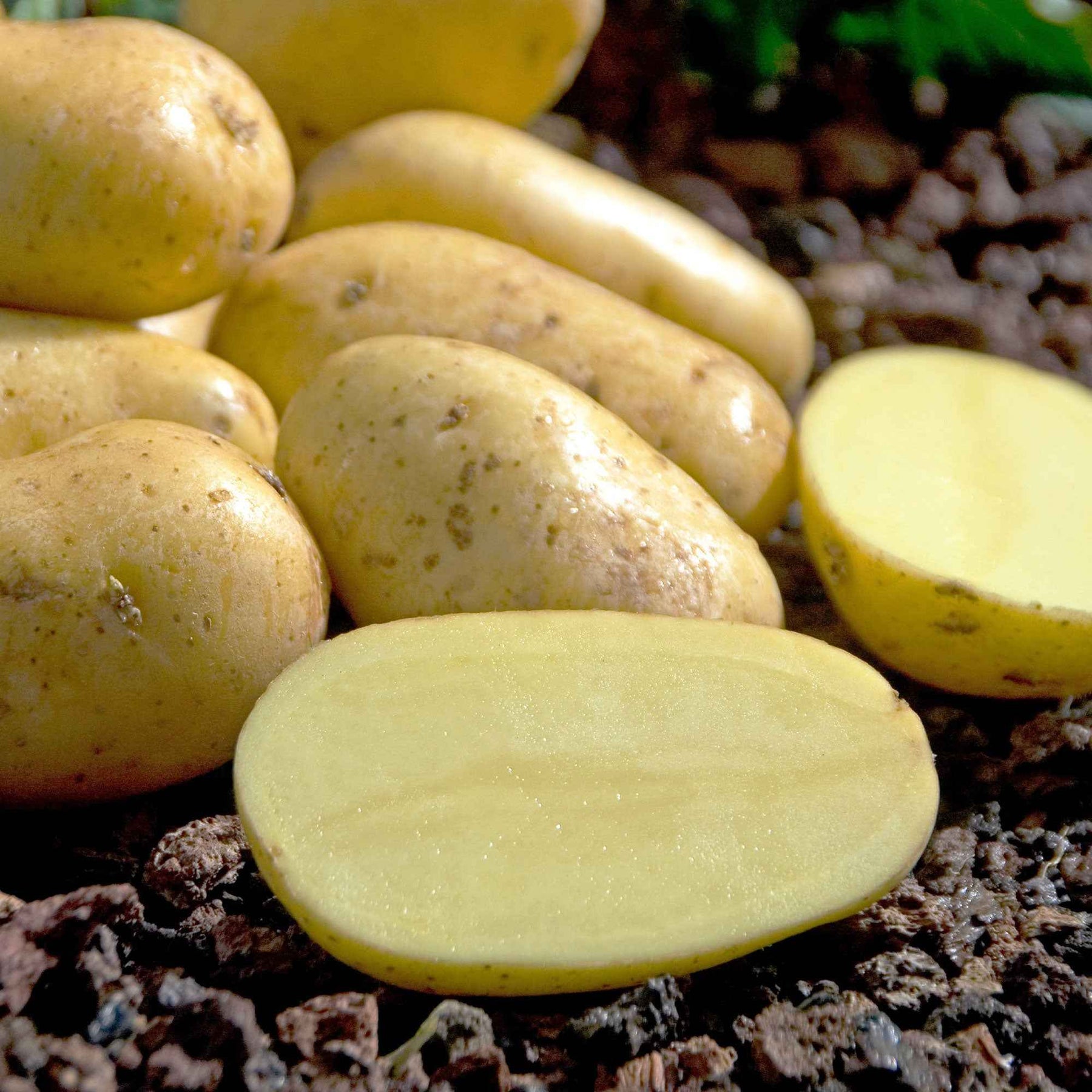 Pommes de terre de consommation non lavées PETIT PRIX