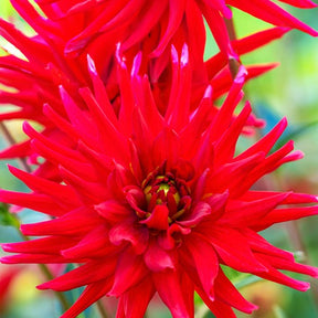 3 Dahlias cactus nain Red Pigmy - Willemse