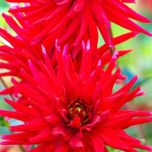 3 Dahlias cactus nain Red Pigmy - Dahlia red pigmy