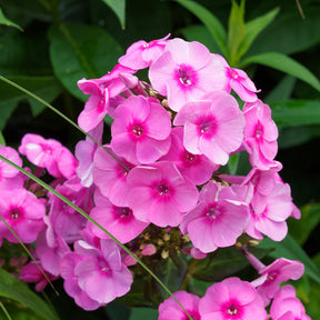 3 Phlox paniculé rose vif - Willemse