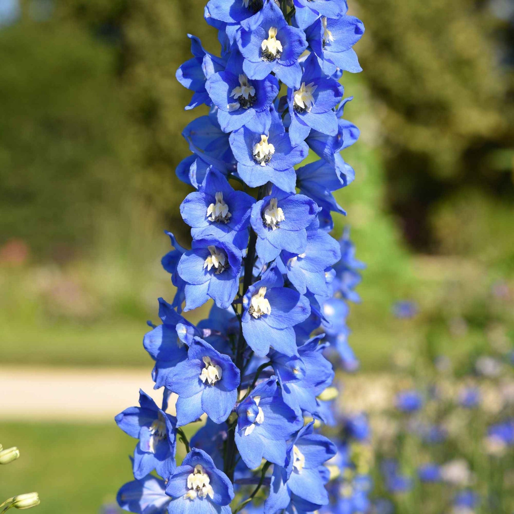 Delphinium Ciel Bleu - Delphinium ciel bleu - Plantes
