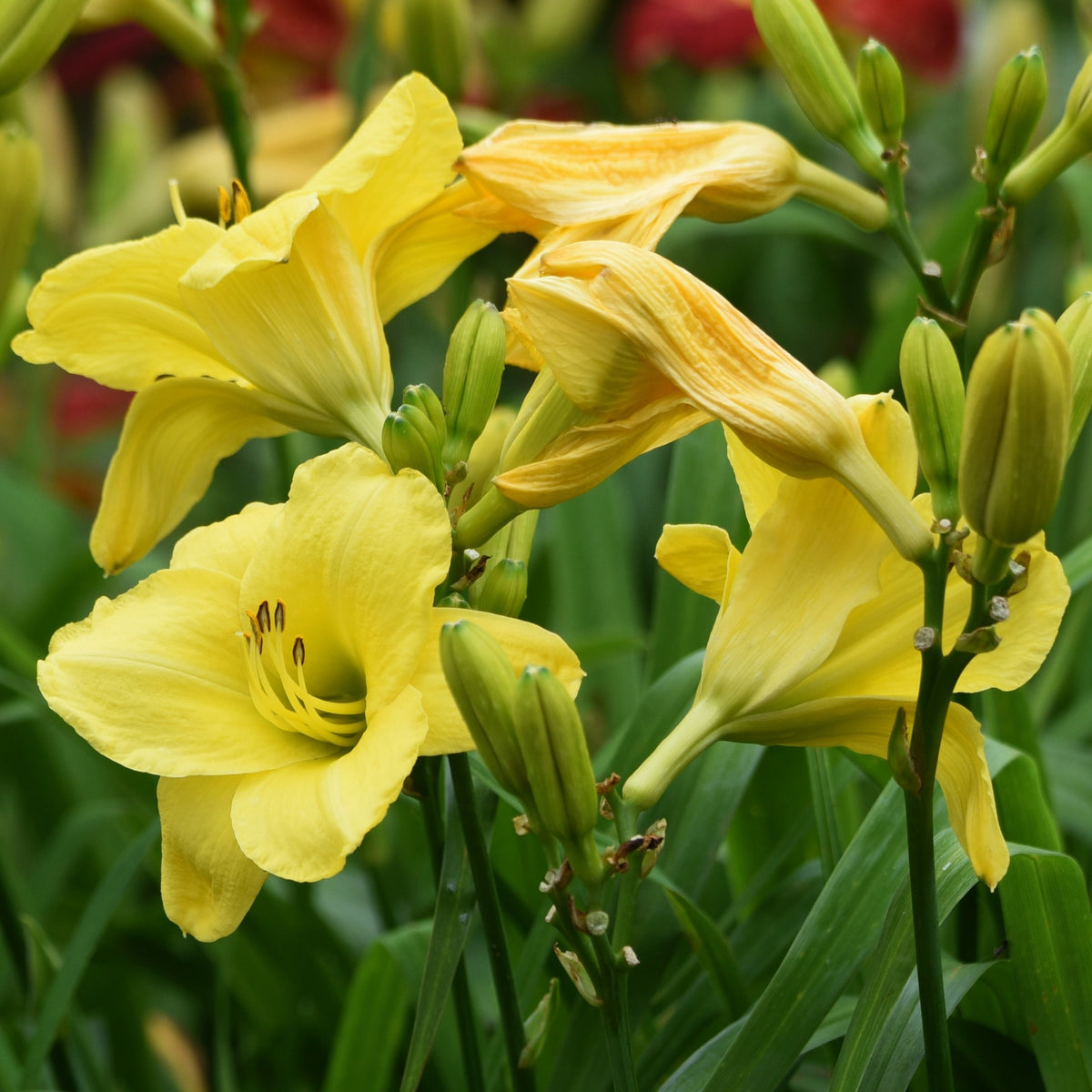 Hémérocalle jaune et parfumée - Hemerocallis fragrant returns - Plantes