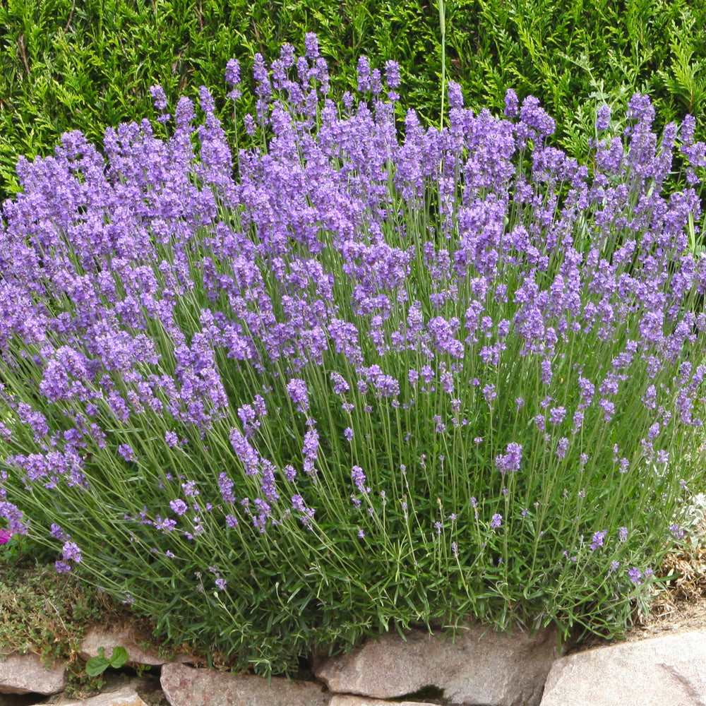 Olio Essenziale di Lavanda - Angustifolia | Oli Essenziali
