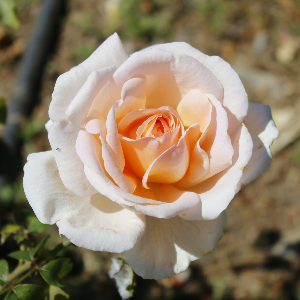 Rosier buisson Malaga ® - Rosa malaga - Plantes