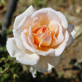 Collections de rosiers - Collection de 7 Rosiers buissons - Rosa Osiria, Malaga, Blue moon, La magie du Parfum, Whisky, Famosa, Double Delight