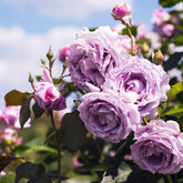 Rosier grimpant Indigoletta - Willemse