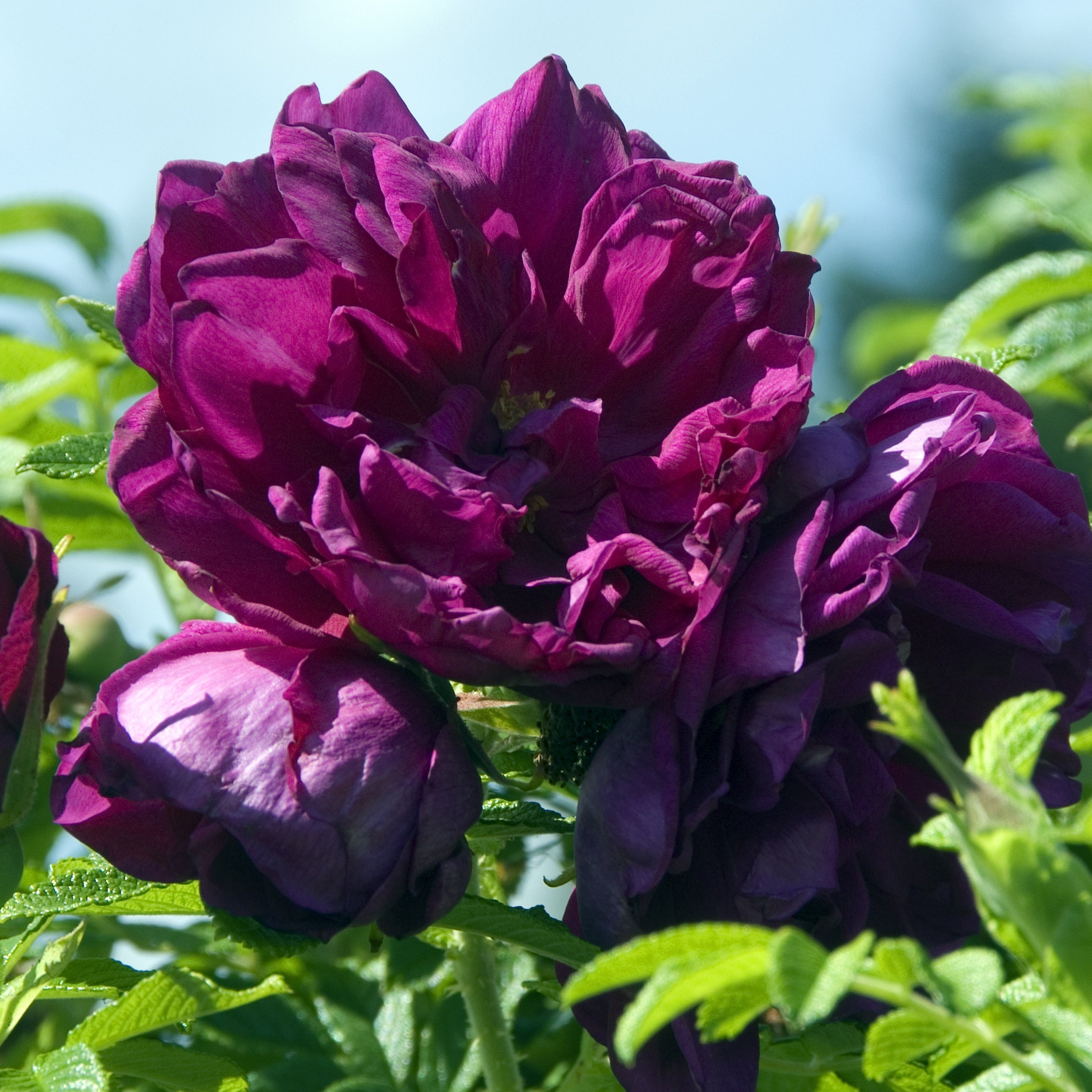 Rosier botanique Hansa - Rosa rugosa hansa