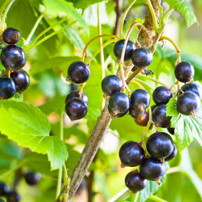 Cassissier à gros fruits Andega - Ribes nigrum 'andega' - Cassissier